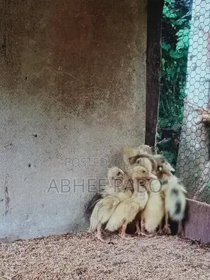 තාරා පැටවුන්