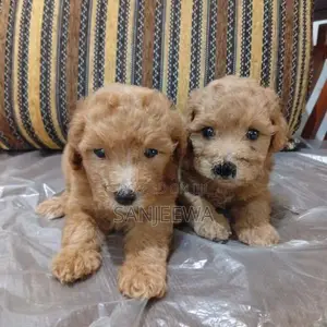 Toy Poodle