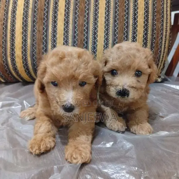 Toy Poodle