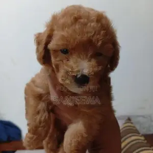 Toy Poodle