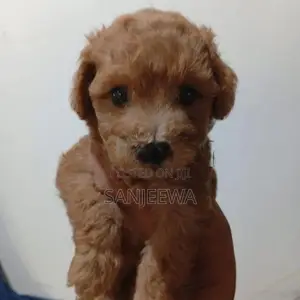 Toy Poodle