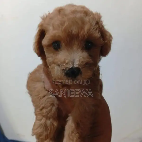 Toy Poodle
