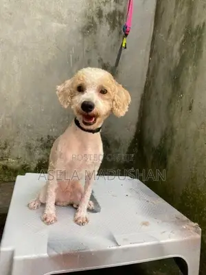 Toy Poodle