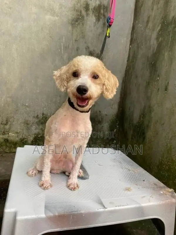 Toy Poodle