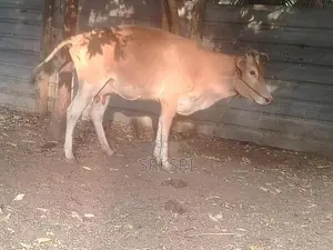 Milk Cow