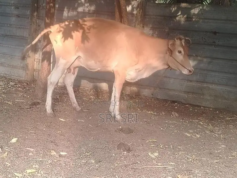 Milk Cow