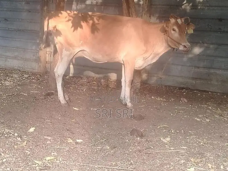 Milk Cow