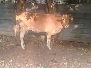Milk Cow