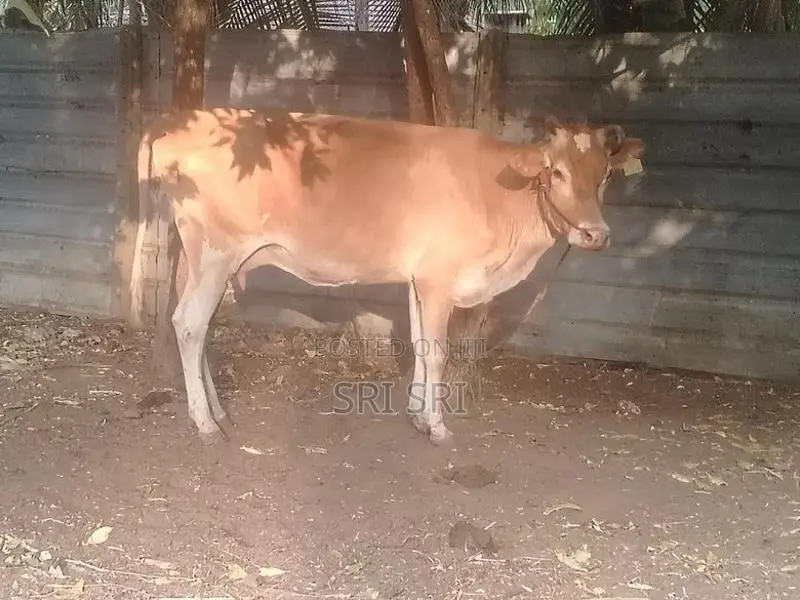 Milk Cow