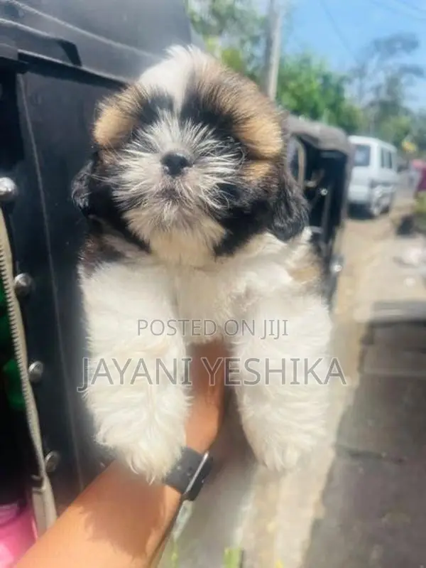 Shih Tzu Puppies