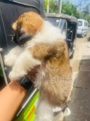 Shih Tzu Puppies