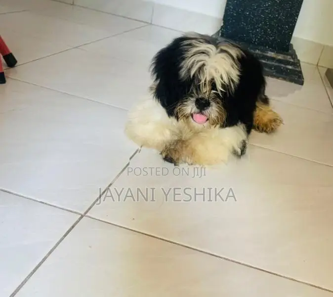 Shih Tzu Puppies