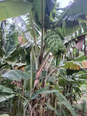 Valai Maram