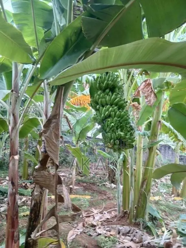 Valai Maram