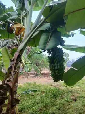 Valai Maram