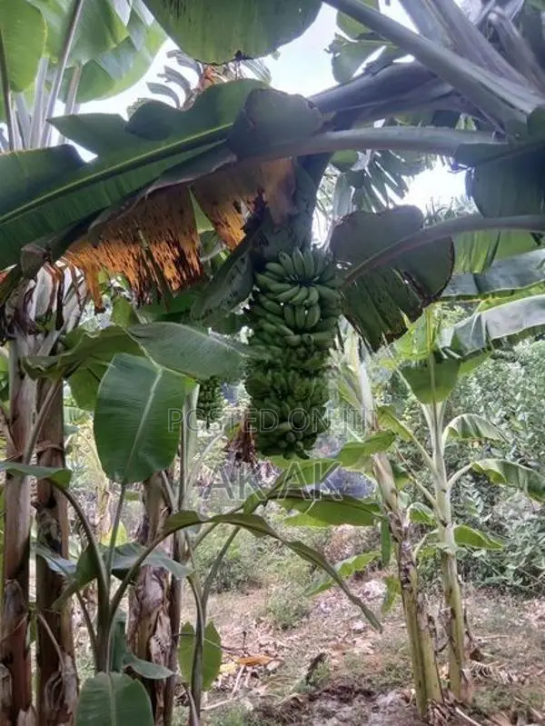 Valai Maram