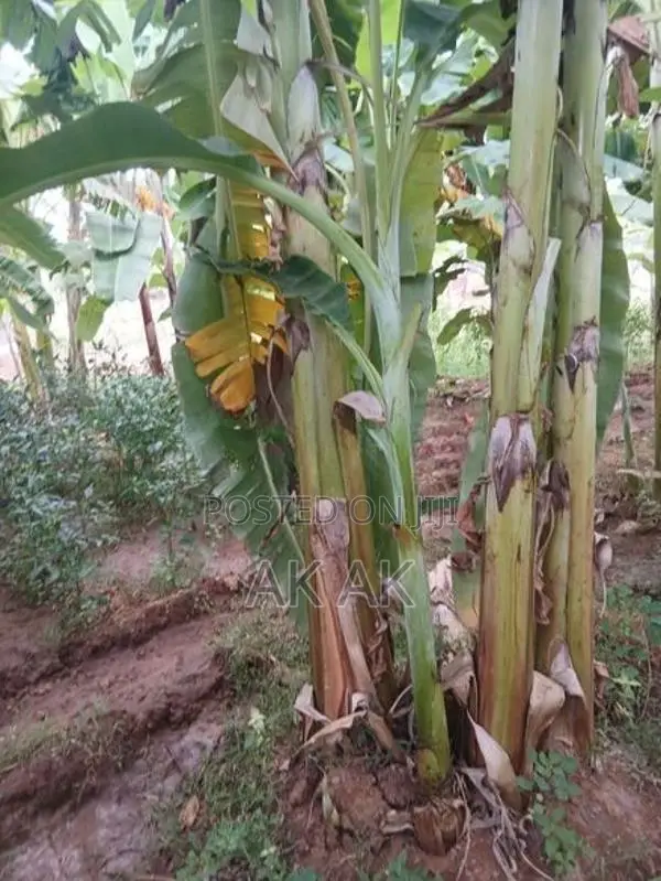 Valai Maram