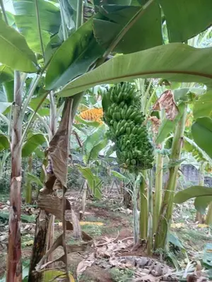Valai Maram