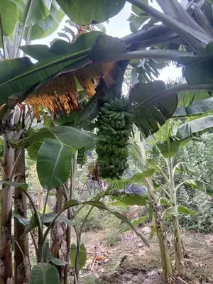 Valai Maram