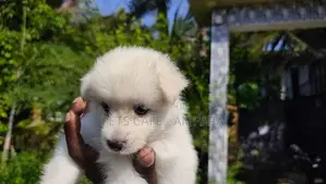 Lion Pomeranian