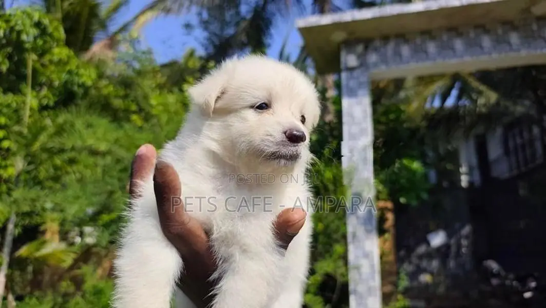 Lion Pomeranian