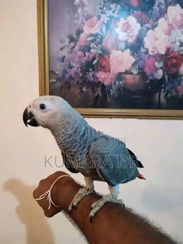 African Grey