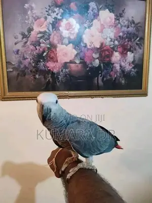 African Grey
