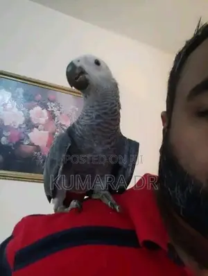 African Grey