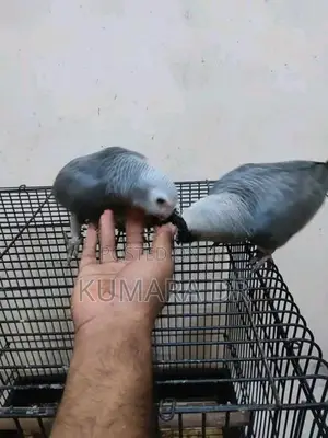 African Grey