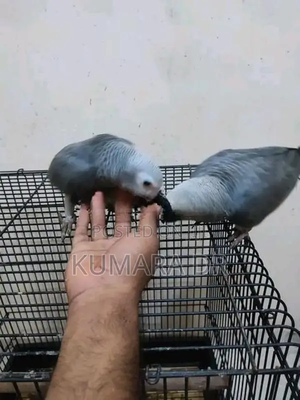 African Grey