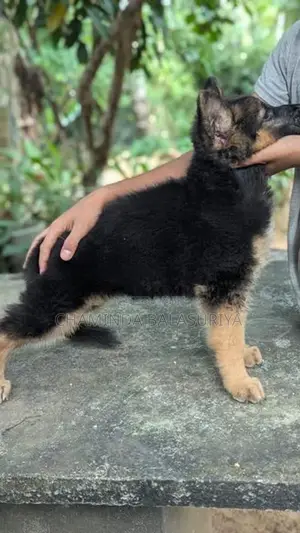 German Shepherd Puppy