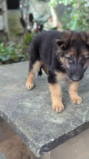 German Shepherd Puppy