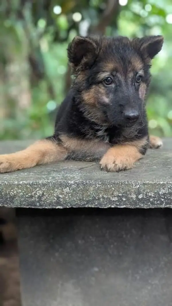 German Shepherd Puppy