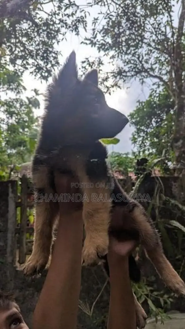 German Shepherd Puppy