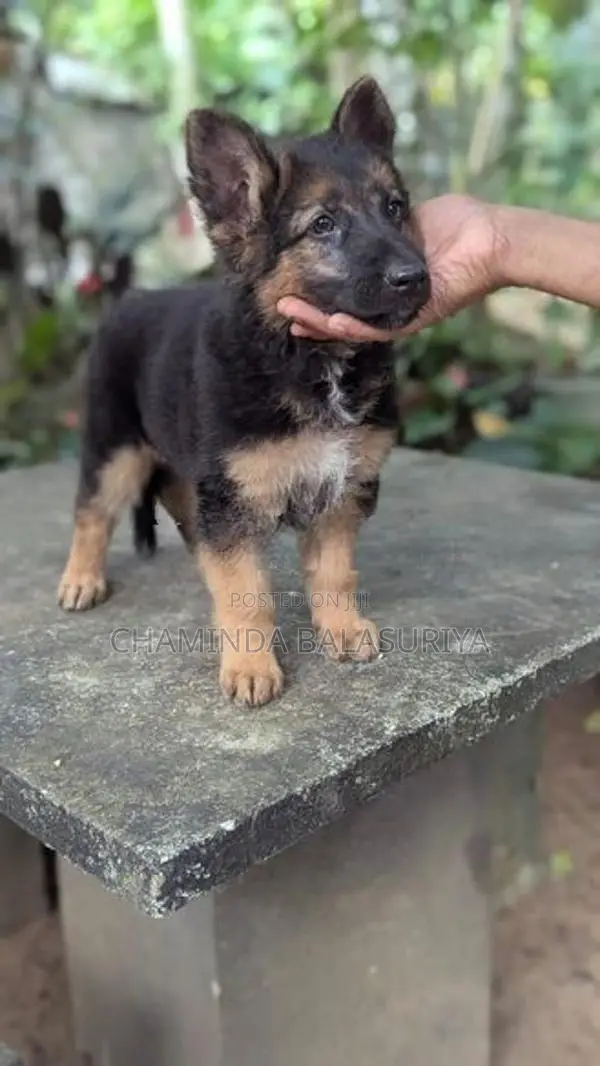 German Shepherd Puppy