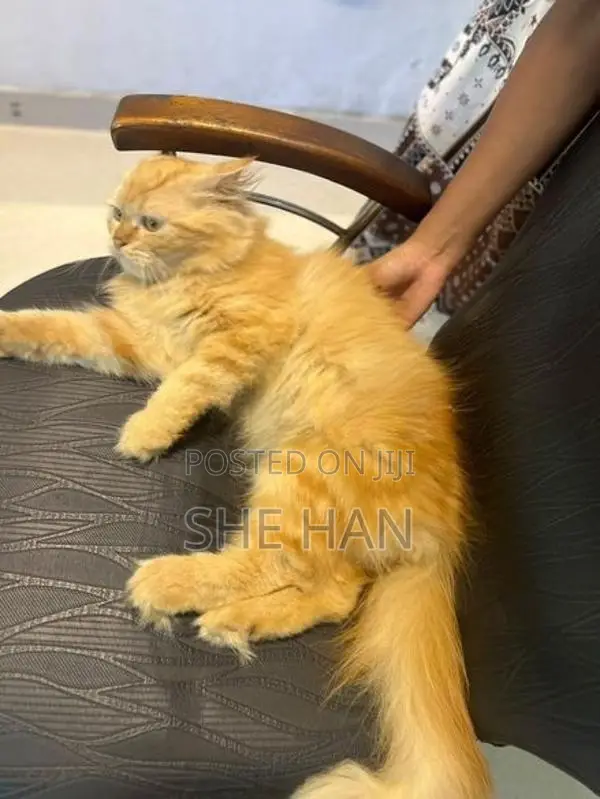 Two Persian Cats