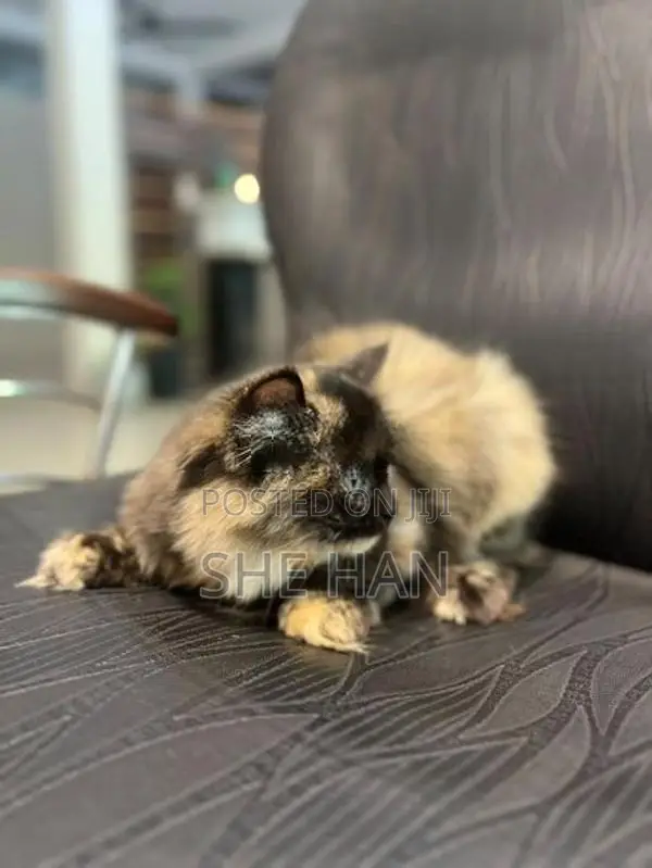 Two Persian Cats