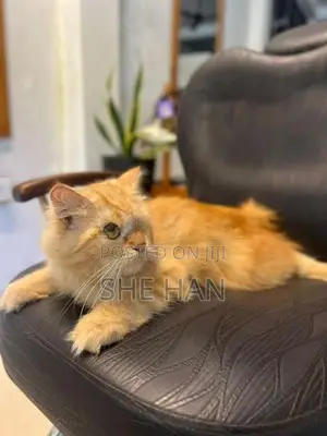 Two Persian Cats