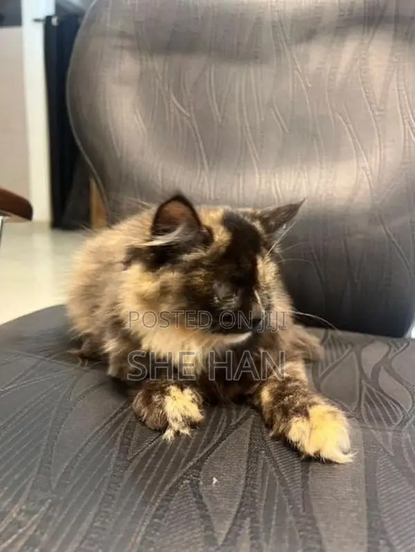 Two Persian Cats
