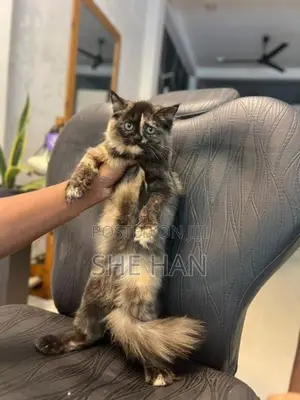 Two Persian Cats