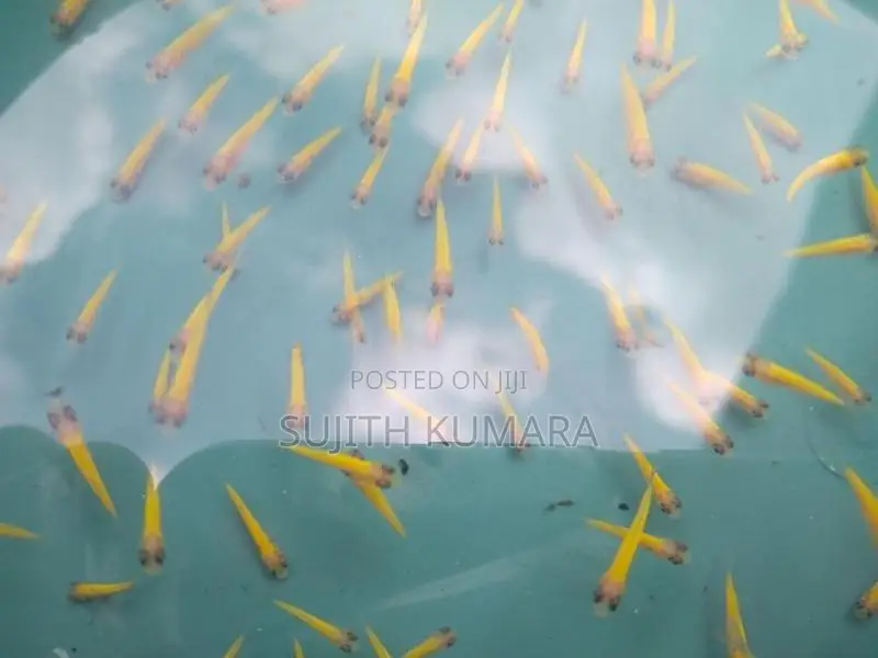 Glow Tetra