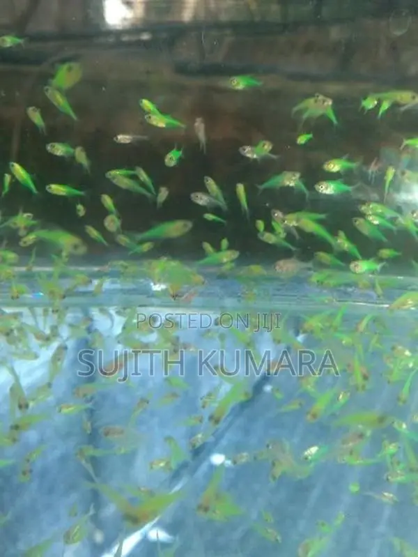 Glow Tetra
