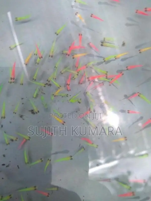 Glow Tetra