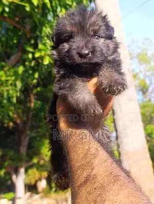 German Shepherd puppy