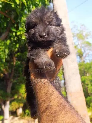 German Shepherd puppy