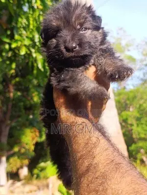 German Shepherd puppy
