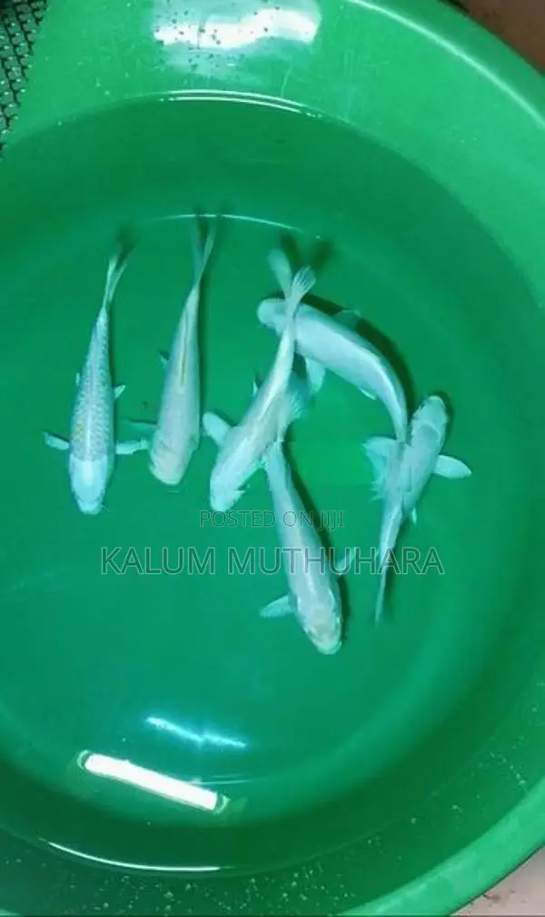 Koi Fish