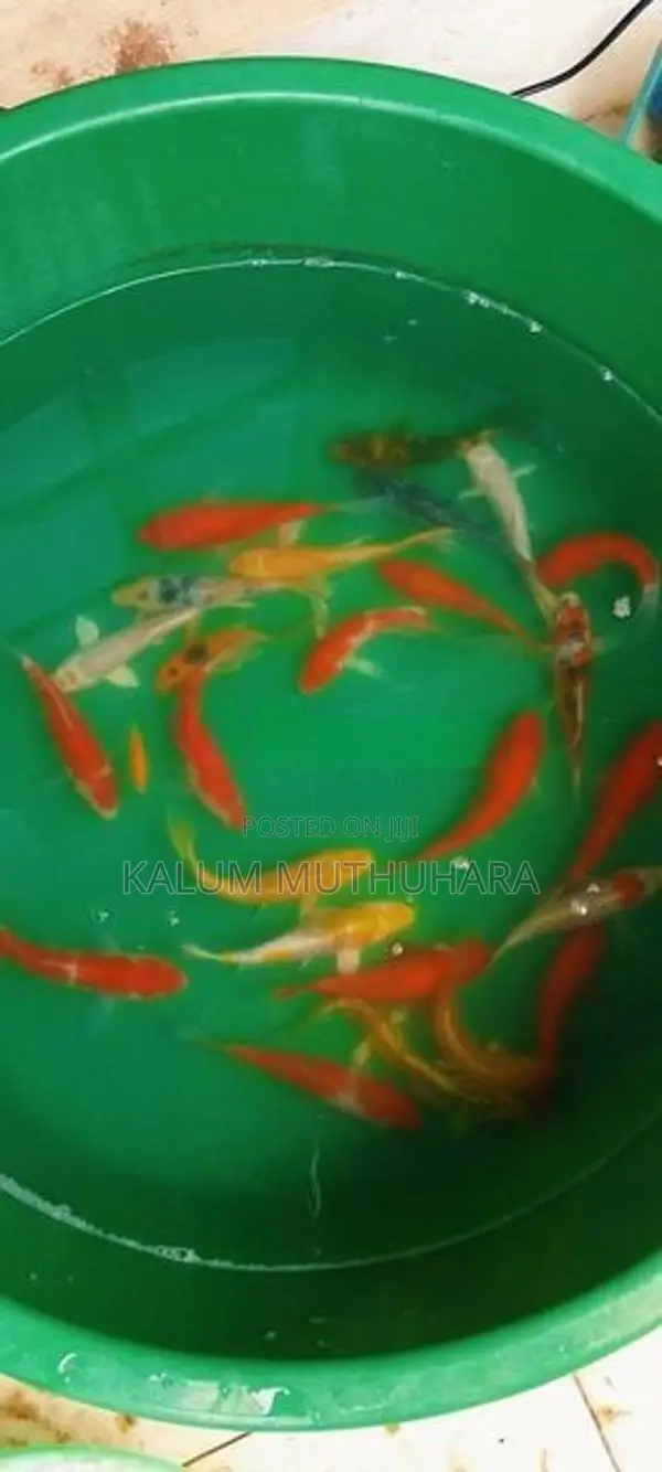 Koi Fish
