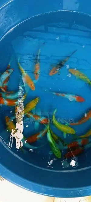 Koi Fish