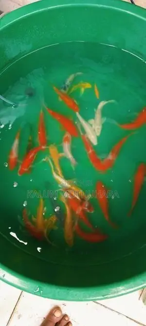 Koi Fish